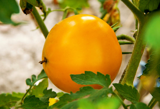 Carolina Gold F1 Tomato Seeds online shopping