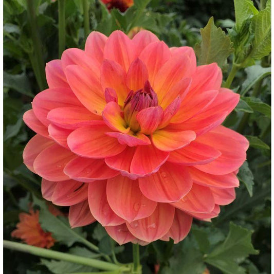Oregon Sunset Dahlia