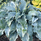 Dancing With Dragons Hosta Plants online shopping