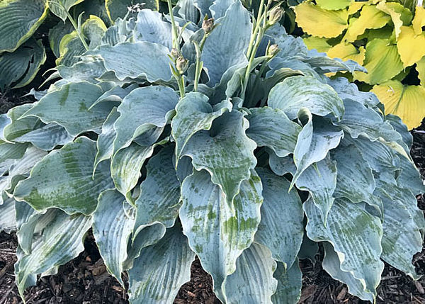 Dancing With Dragons Hosta Plants online shopping