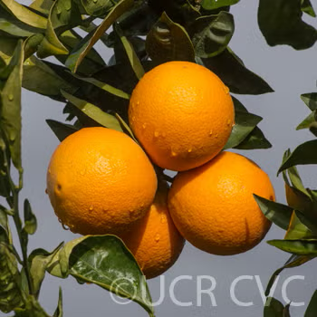 Everhard Navel Orange Budwood citrus plant material online shopping