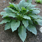 Jane’s Blush Hosta Plants online shopping