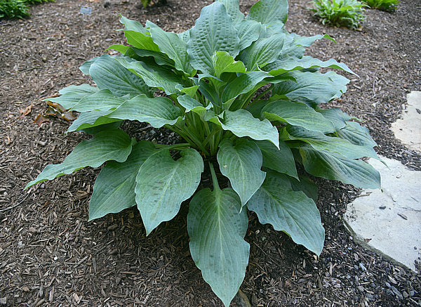 Jane’s Blush Hosta Plants online shopping