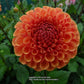 Cornel Bronze Dahlia