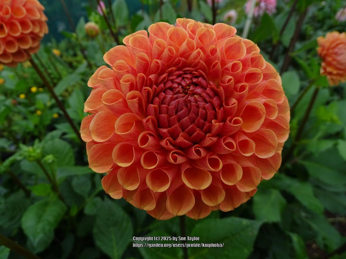 Cornel Bronze Dahlia
