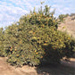 Campbell Nucellar Valencia Orange Budwood citrus plant material online shopping