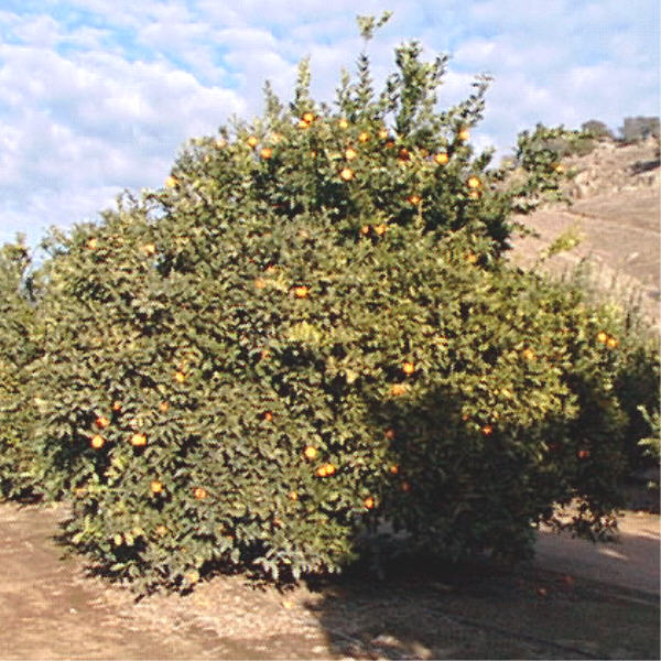 Campbell Nucellar Valencia Orange Budwood citrus plant material online shopping