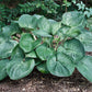 Gentle Giant Hosta Plants online shopping