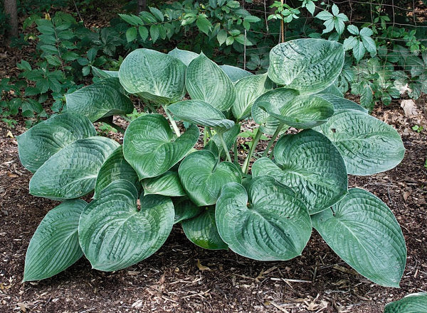 Gentle Giant Hosta Plants online shopping