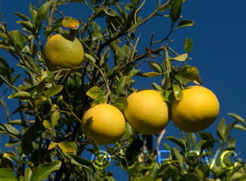 African Shaddock x Rubidoux Trifoliate Seed