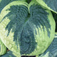Victory Lap Hosta Plants online shopping