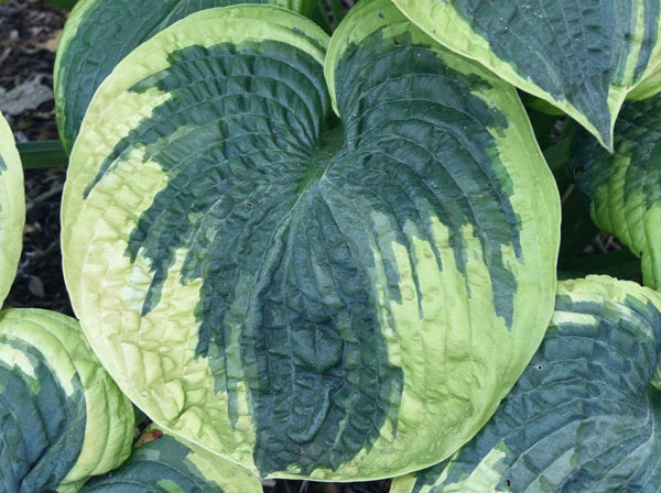 Victory Lap Hosta Plants online shopping