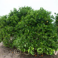 Dweet Tangor Mandarin Budwood citrus plant material online shopping