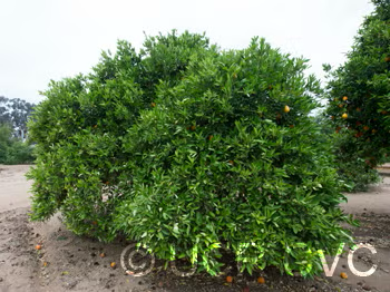 Dweet Tangor Mandarin Budwood citrus plant material online shopping