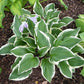 Lakeside Cranberry Relish Hosta Plants online shopping