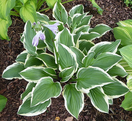 Lakeside Cranberry Relish Hosta Plants online shopping