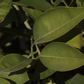 Olinda (Mulholland) Nucellar Valencia Orange Budwood citrus plant material online shopping