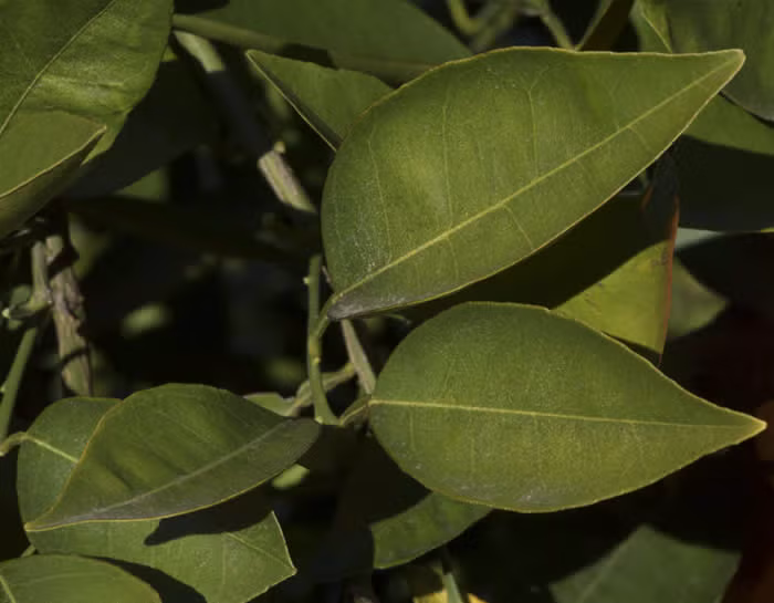 Olinda (Mulholland) Nucellar Valencia Orange Budwood citrus plant material online shopping