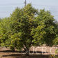 Fairchild Mandarin Budwood citrus plant material online shopping