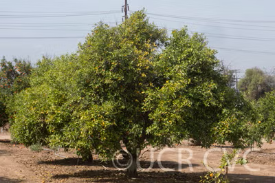 Fairchild Mandarin Budwood citrus plant material online shopping