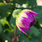 Purplicious Dahlia