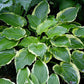 Sugar and Spice Hosta Plants online shopping