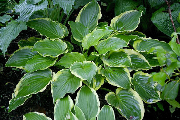 Sugar and Spice Hosta Plants online shopping