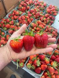 Ruby June Short Day Strawberry