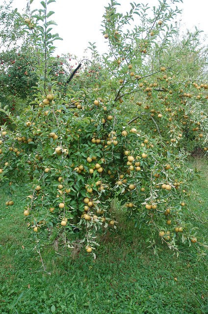 Hudson’s Golden Gem Heirloom Apple