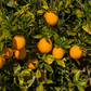 Washington Sanguine Blood Orange Budwood citrus plant material online shopping