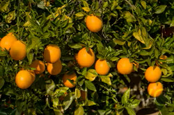 Washington Sanguine Blood Orange Budwood citrus plant material online shopping