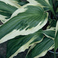 Proud Dragon Hosta Plants online shopping