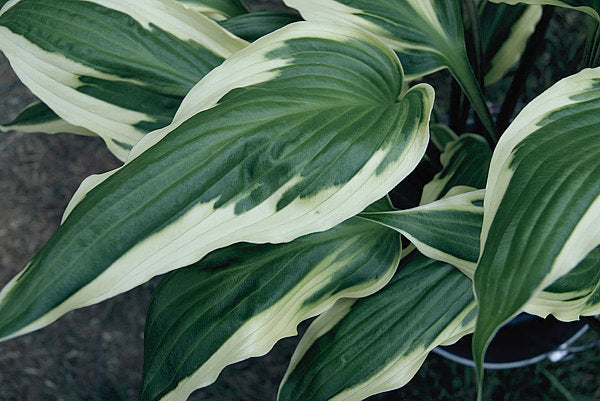 Proud Dragon Hosta Plants online shopping