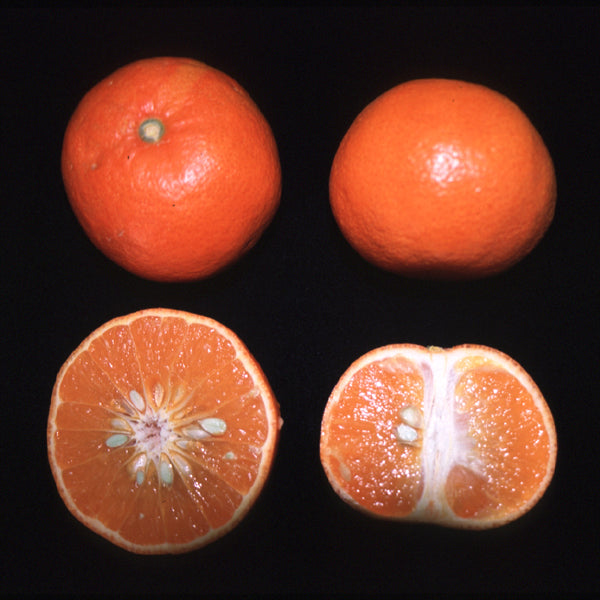 Fallglo Mandarin Budwood citrus plant material online shopping