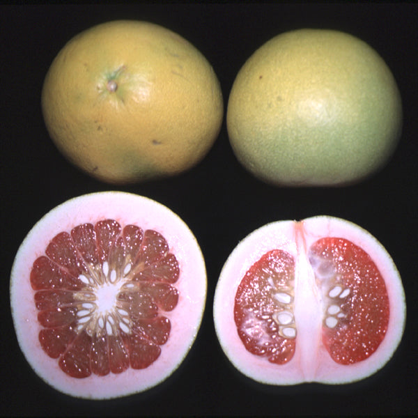 Chandler Pummelo Budwood citrus plant material online shopping