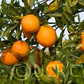 Doblafina Blood Orange Budwood citrus plant material online shopping