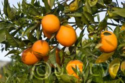 Doblafina Blood Orange Budwood citrus plant material online shopping