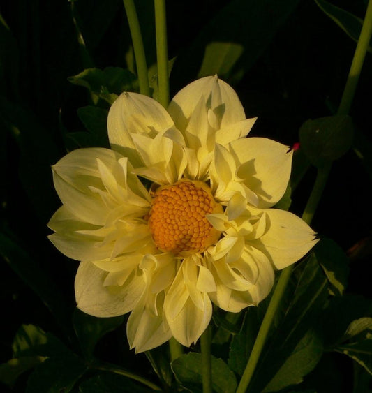 Yellow Bird Dahlia