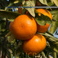 Temple x Dancy Mandarin Hybrid Budwood citrus plant material online shopping