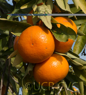 Temple x Dancy Mandarin Hybrid Budwood citrus plant material online shopping