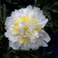 Paeonia Lactiflora Honey Gold