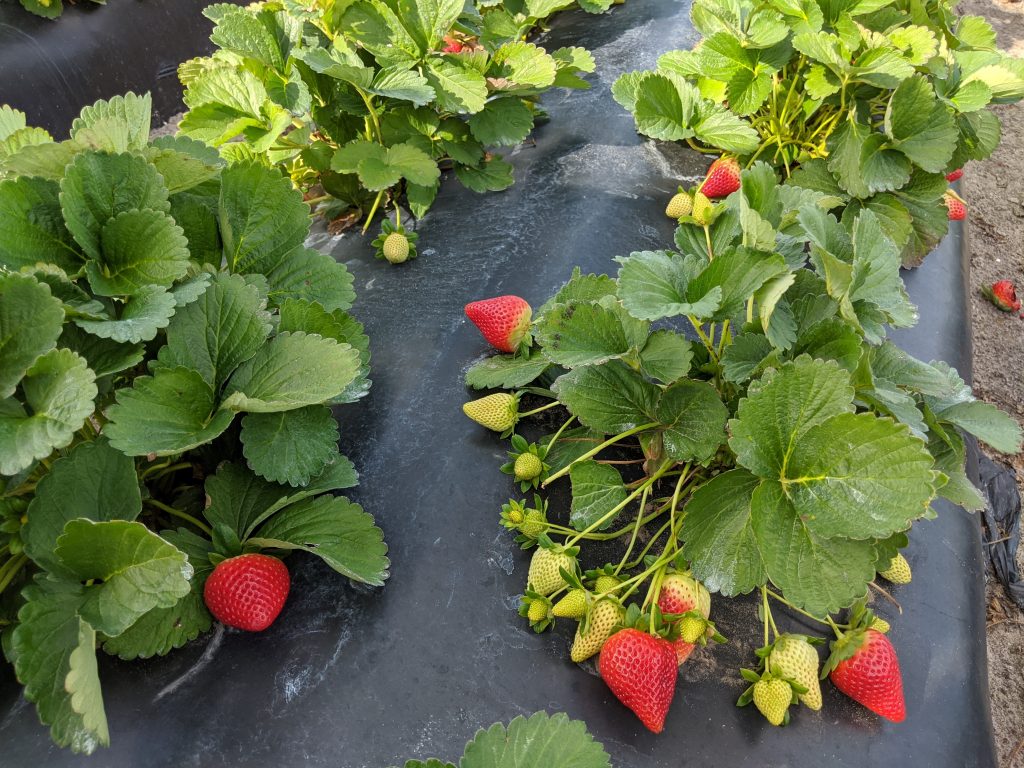 Medallion™ Short Day Strawberry