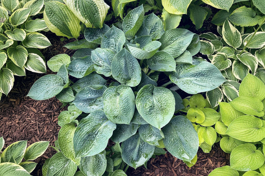 Cool Dreams Hosta Plants online shopping