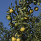 Palestine Sweet Lime Budwood citrus plant material online shopping