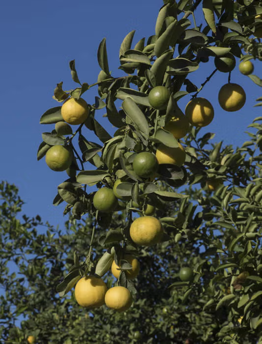 Palestine Sweet Lime Budwood citrus plant material online shopping