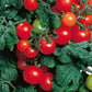 Red Robin Tomato