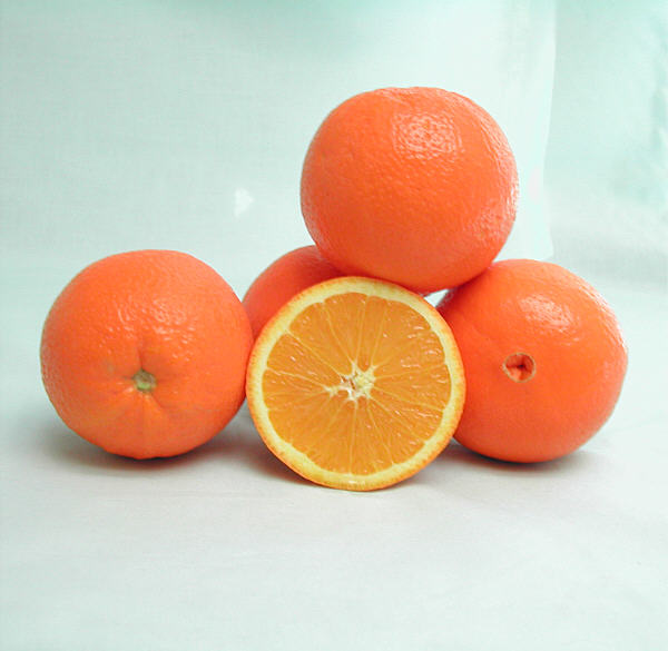 Eddy Navel Orange Budwood citrus plant material online shopping