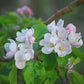 Saturn Apple Tree in Bloom