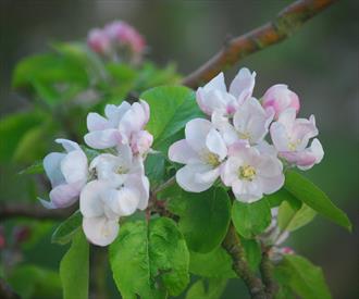 Saturn Apple Tree in Bloom