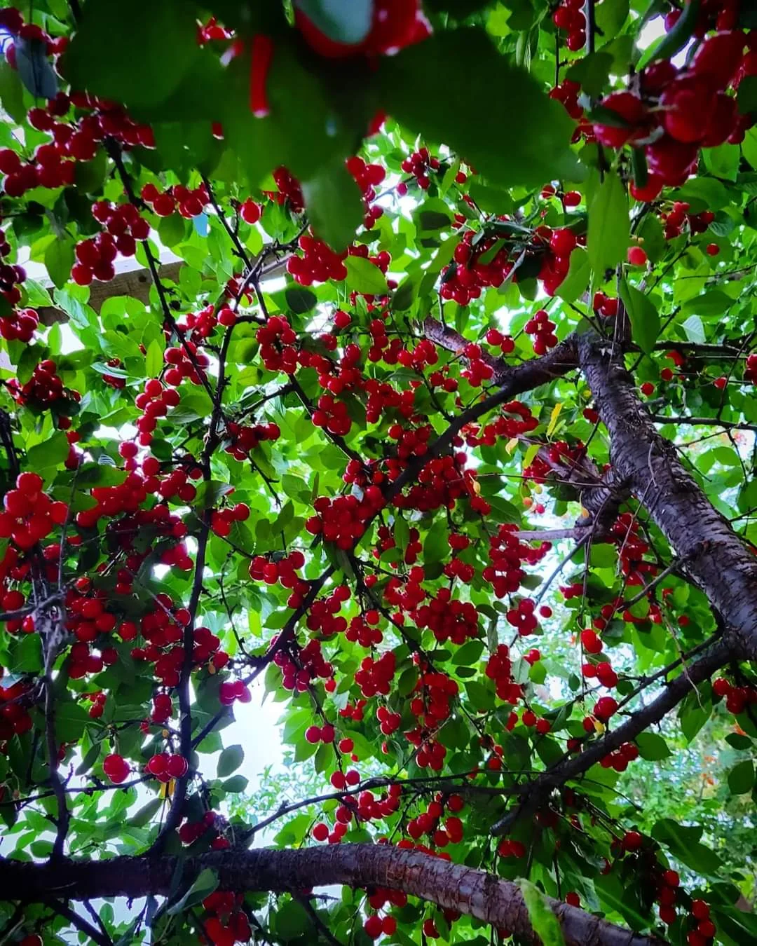 Evans Heirloom Sour Cherry